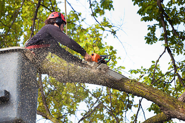 Reliable Euharlee, GA Tree Service Solutions